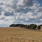 Weg durch Kornfeld