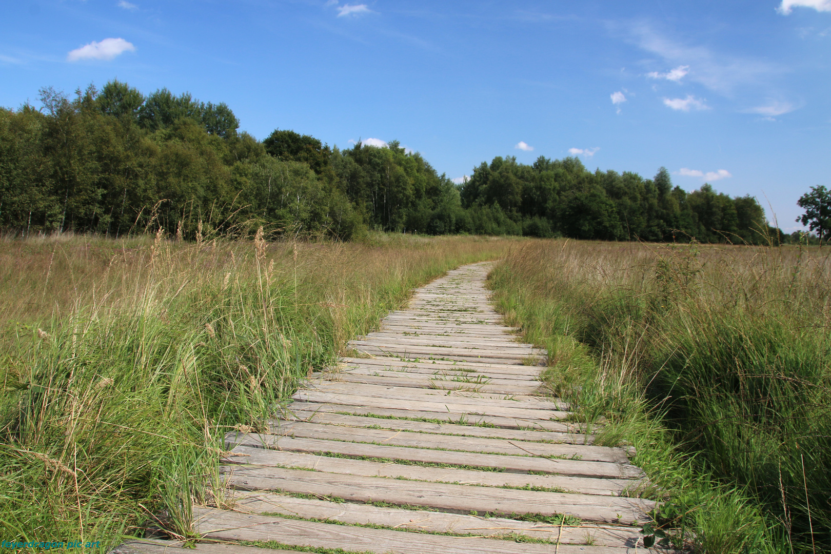 weg durch moorlandschaft 