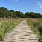 weg durch moorlandschaft 