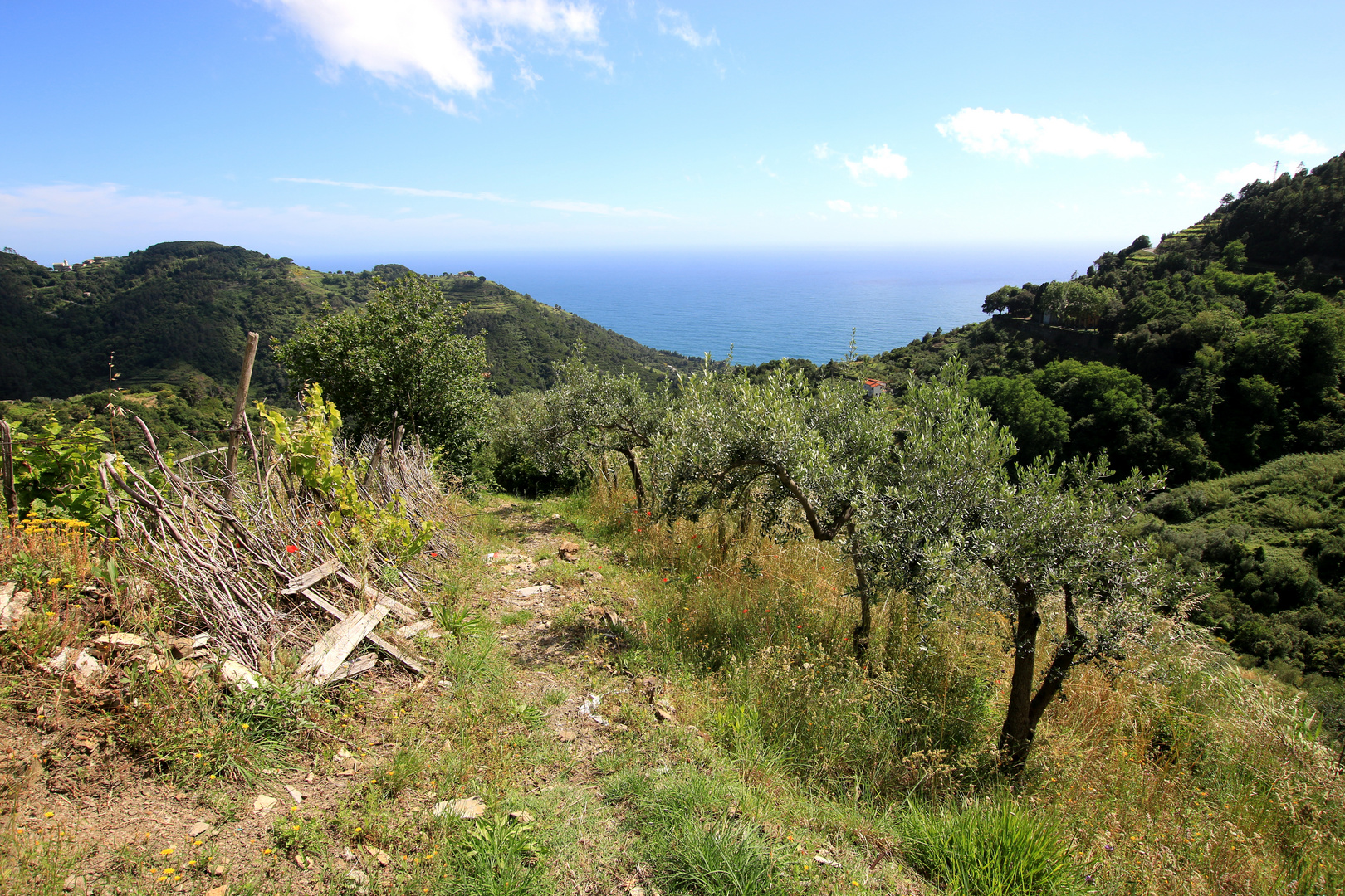 Weg durch Olivenhaine oberhalb von Vernazza