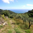 Weg durch Olivenhaine oberhalb von Vernazza