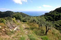 Weg durch Olivenhaine oberhalb von Vernazza