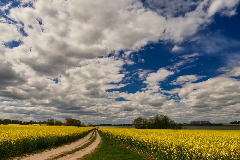 Weg durch Rapsfelder an der Schlei