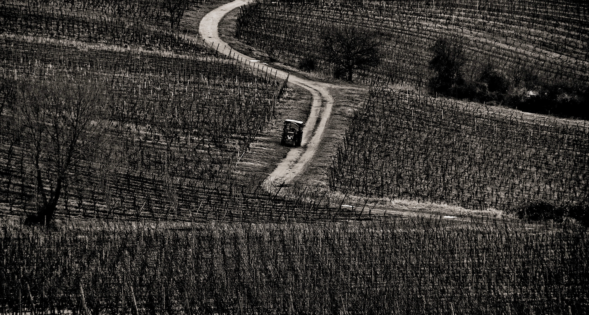 weg durch weinberge