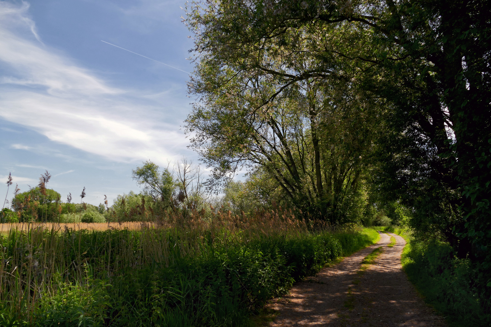 Weg durchs Auenland