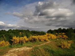 Weg durchs Gelb