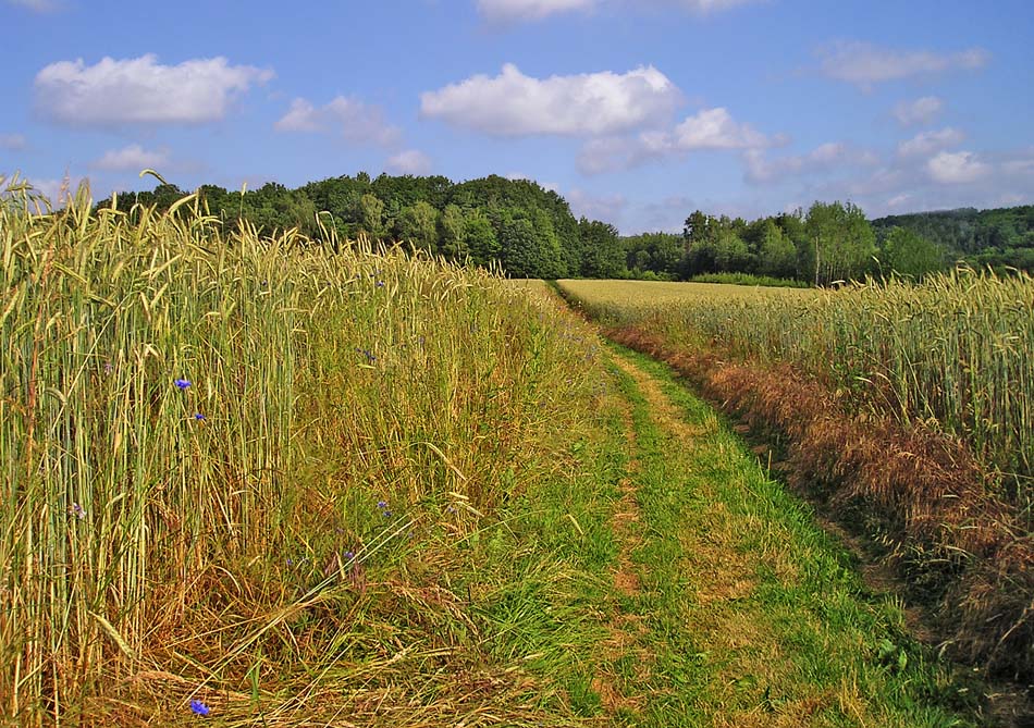 Weg durchs Kornfeld