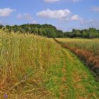 Weg durchs Kornfeld