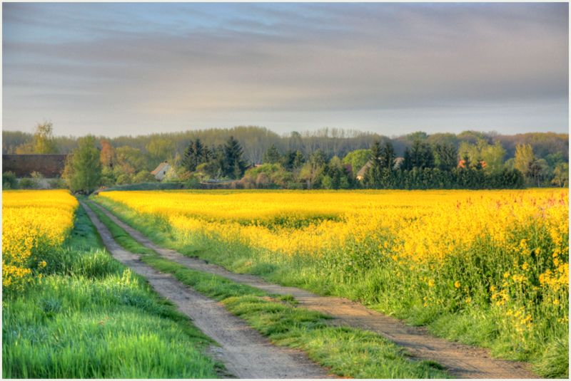 Weg durchs Rapsfeld im April