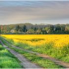 Weg durchs Rapsfeld im April