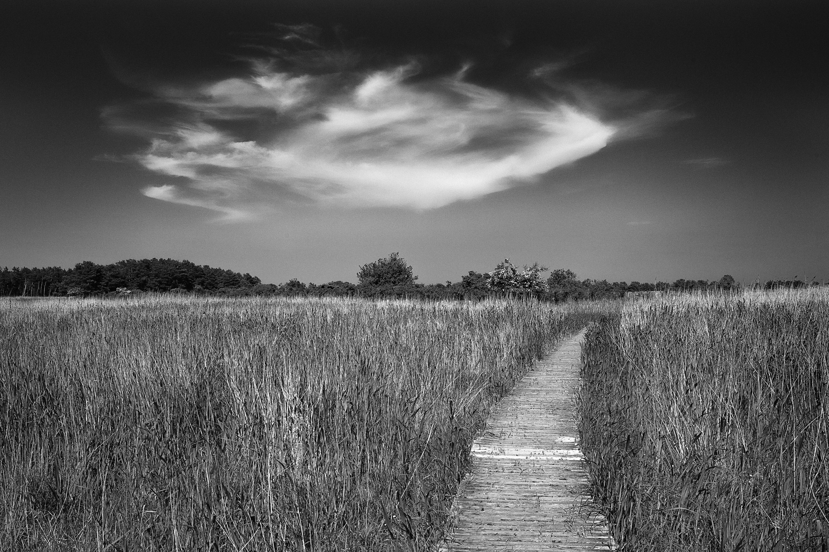 Weg durchs Riet und Wolken