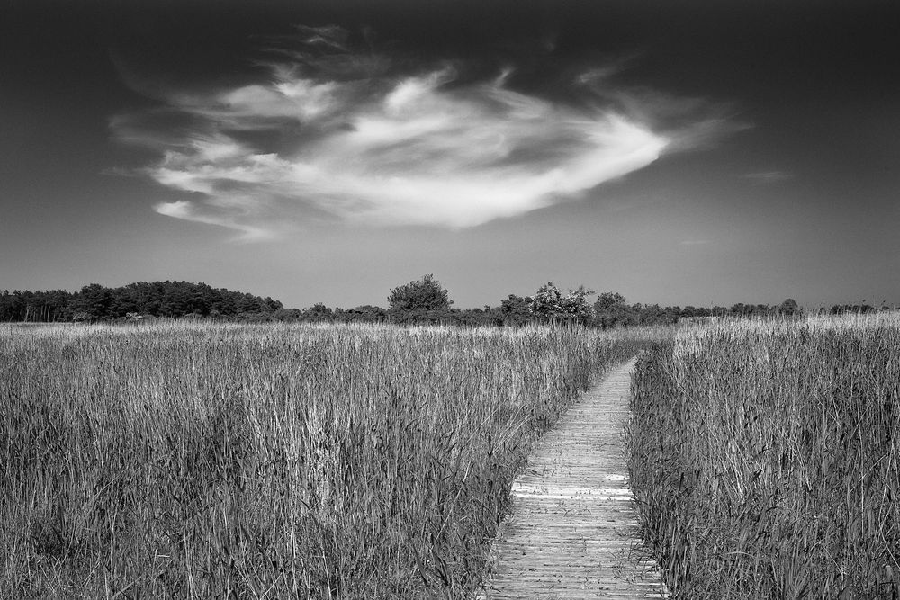 Weg durchs Riet und Wolken