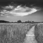 Weg durchs Riet und Wolken