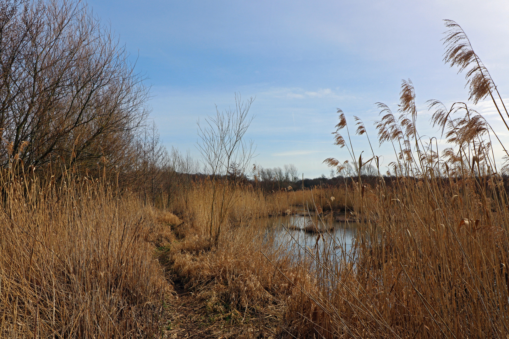 Weg durchs Schilf