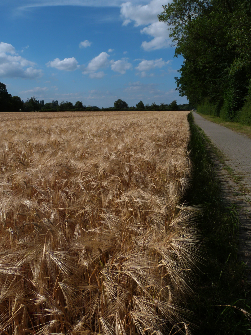 Weg, entlang des Kornfeldes