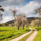 Weg flankiert von Apfelbäumen