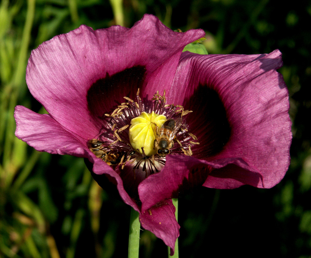 Weg hier, das ist meine Blüte