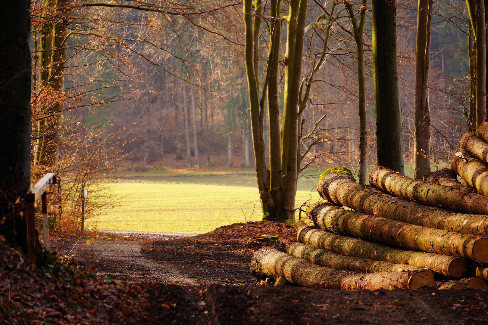 Weg hinaus aus dem Wald