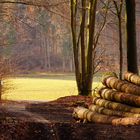 Weg hinaus aus dem Wald