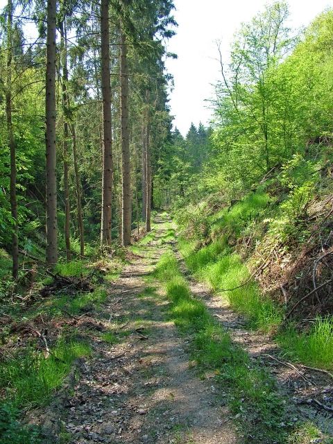 Weg im Elztal nach Kyrill