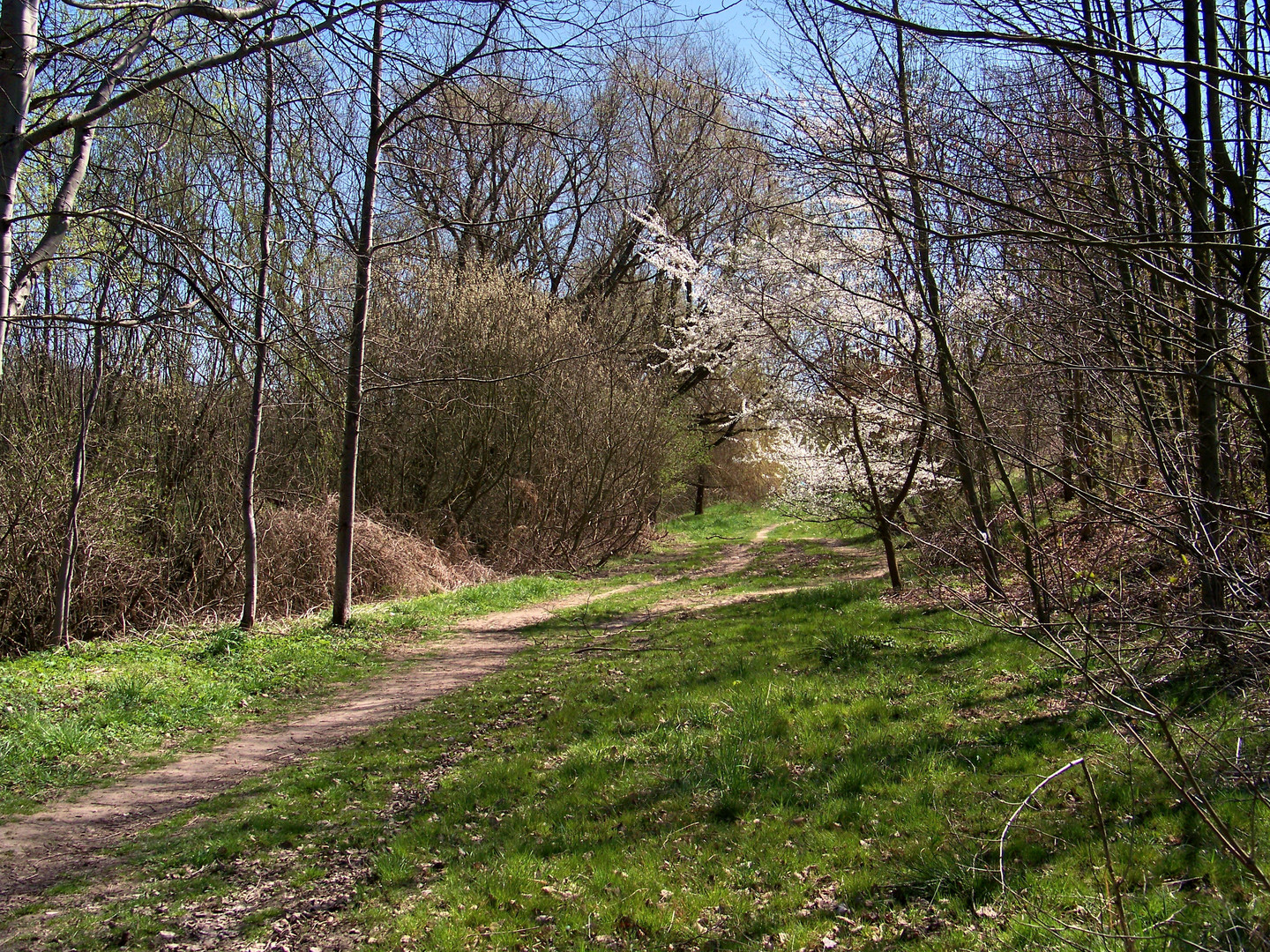 Weg im Frühling