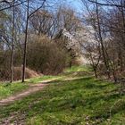 Weg im Frühling