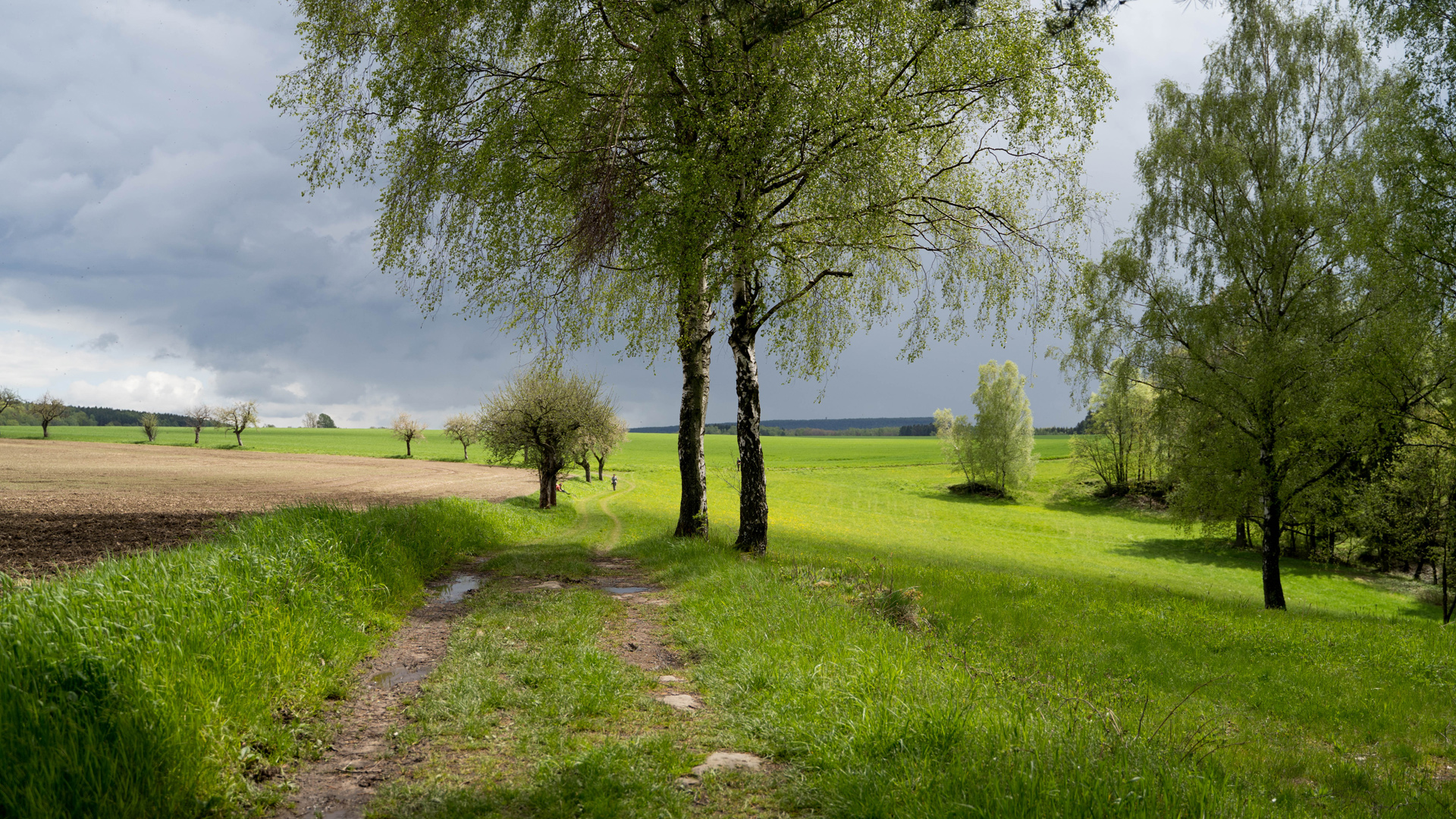 Weg im Frühling