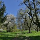 Weg  im Frühling......