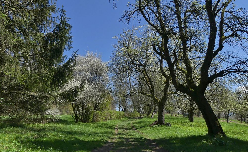 Weg  im Frühling......