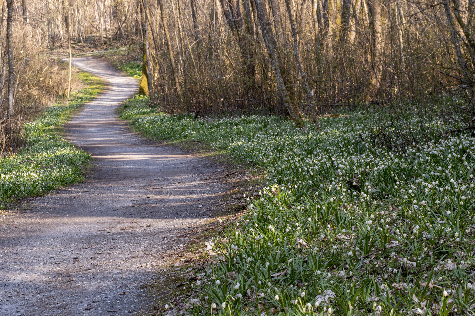 Weg im Frühlingswald