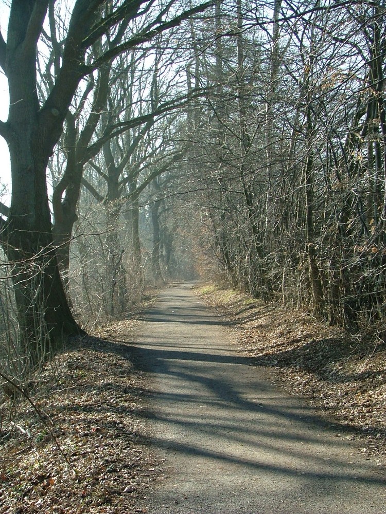 Weg im hellen Winterlicht