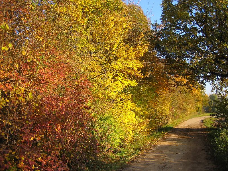 Weg im Herbst