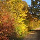 Weg im Herbst