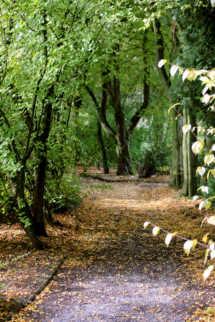 Weg im Herbst