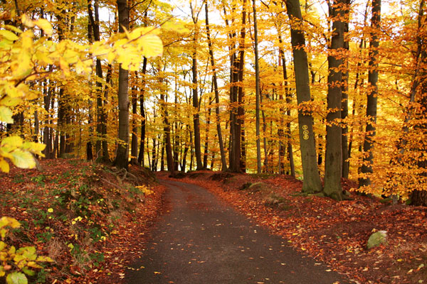 Weg im Herbst