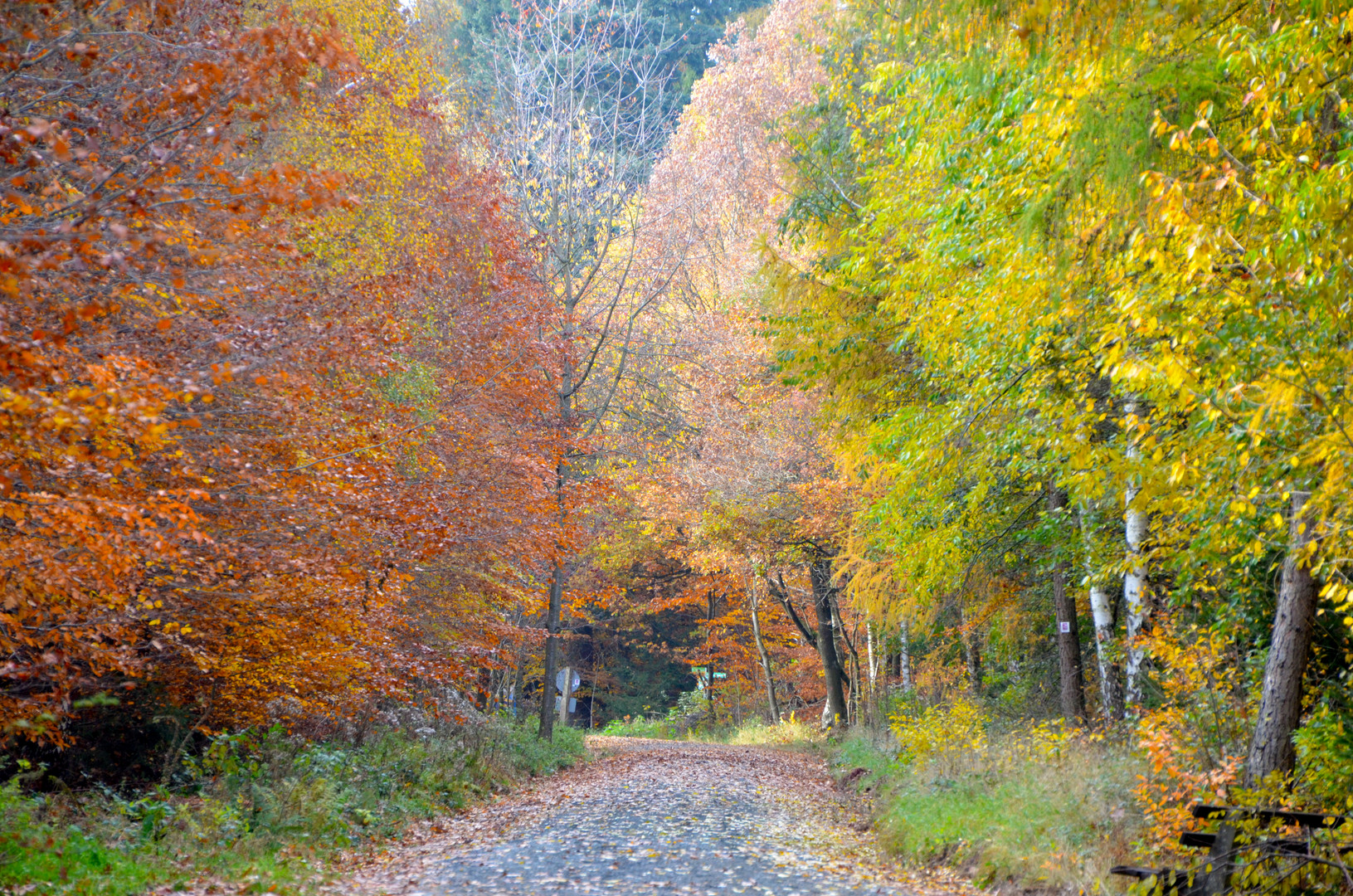 Weg im Herbstwald 2