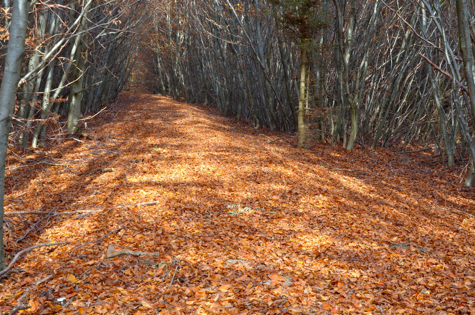 Weg im Herbstwald 3