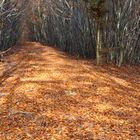 Weg im Herbstwald 3