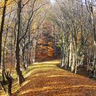 Weg im Herbstwald