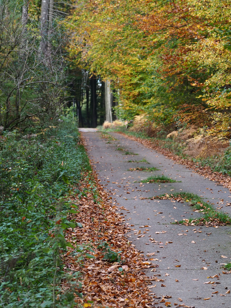 Weg im Herbstwald