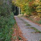 Weg im Herbstwald