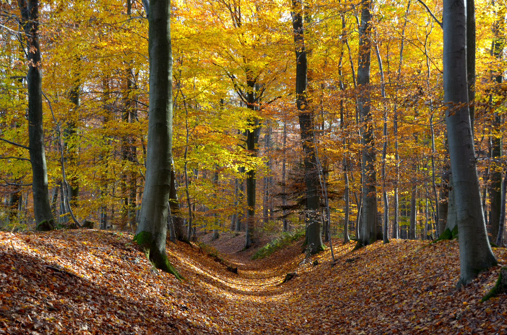 Weg im Herbstwald