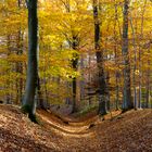 Weg im Herbstwald