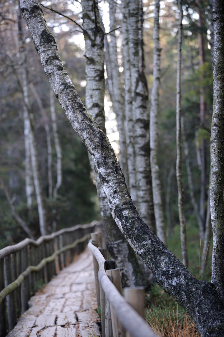 Weg im Hochmoor