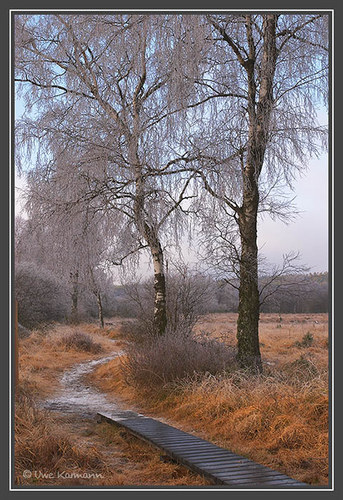 Weg im Hohen Venn (01859)