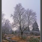 Weg im Hohen Venn (01897)