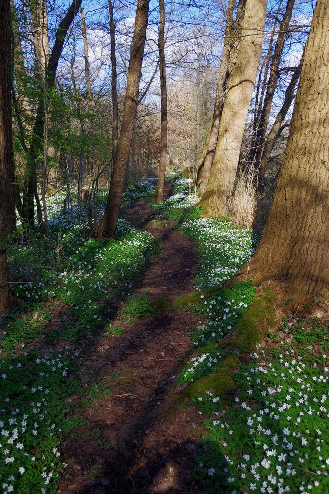 Weg im Moor