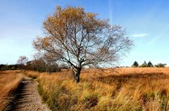 Weg im Moor