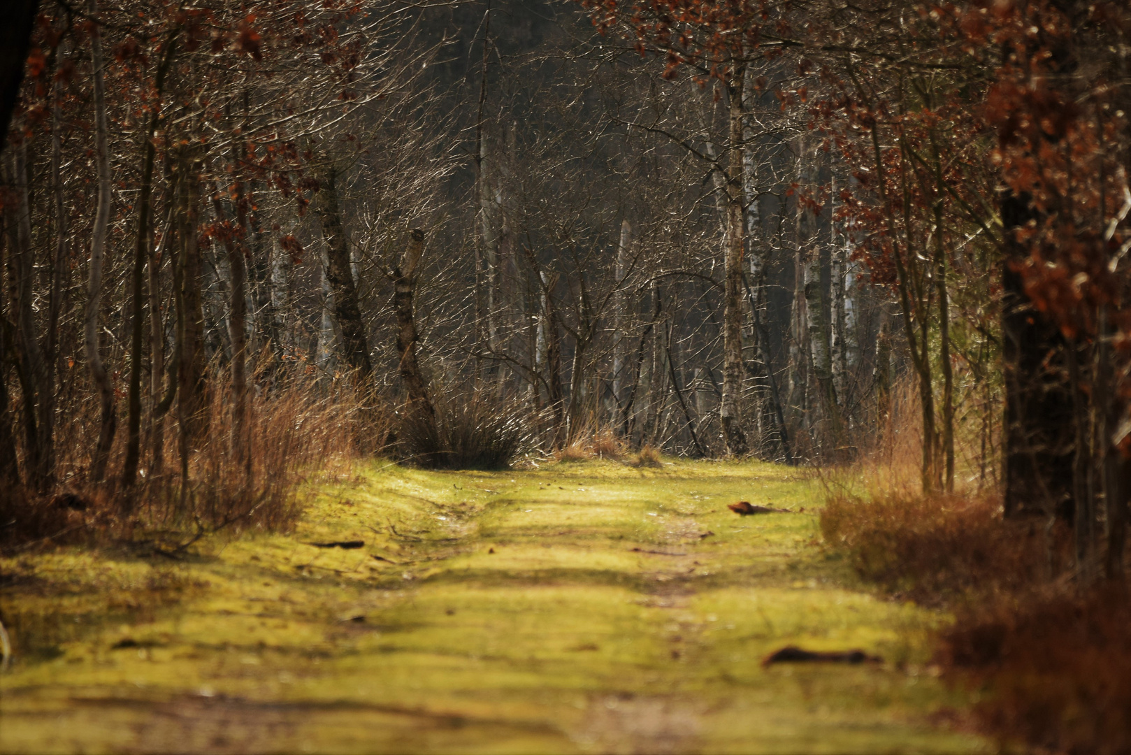 Weg im Moor