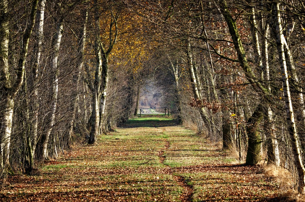 Weg im Moor